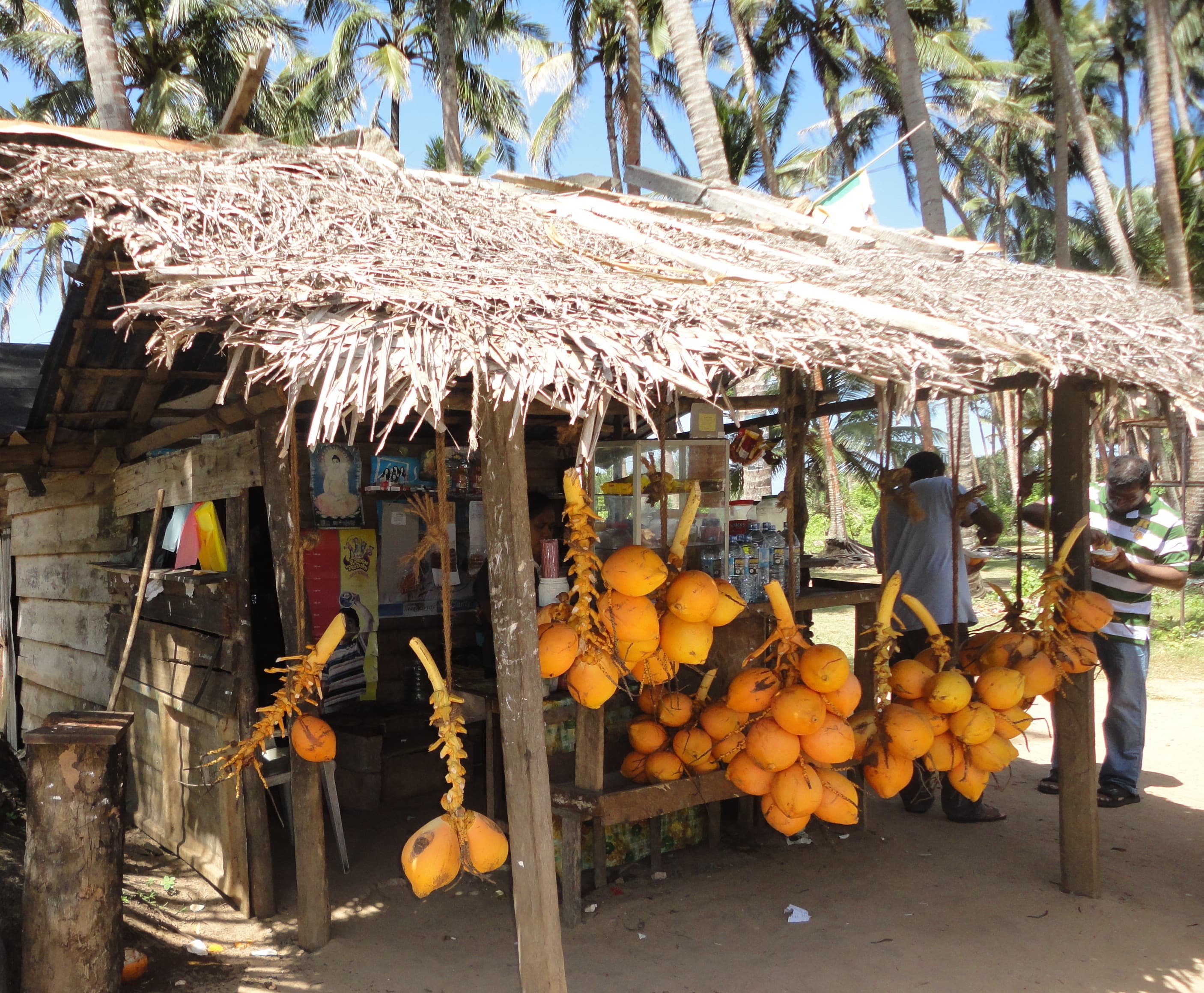 A thatched roadside king coconut stall beneath palms